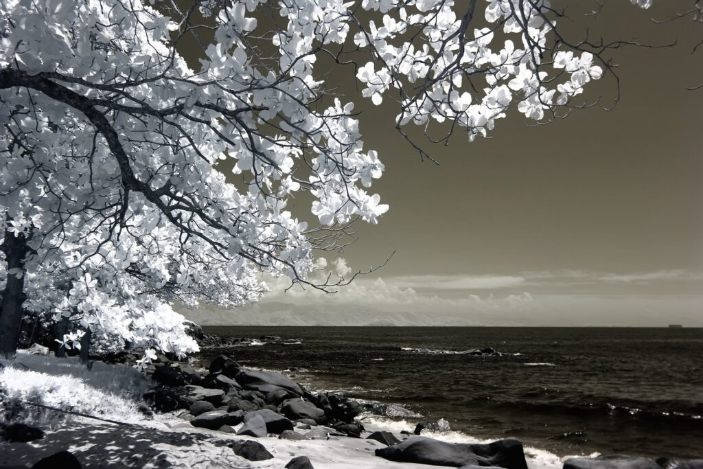 White Flowers In Winter